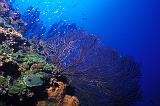 SABA_ 2003_3
